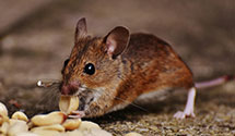 24 Hour & Emergency Exterminators in Hagaman, IL